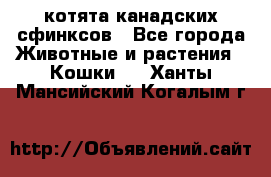 котята канадских сфинксов - Все города Животные и растения » Кошки   . Ханты-Мансийский,Когалым г.